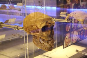 Photo of a human skull on exhibit