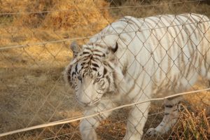 Photo of a white tiger