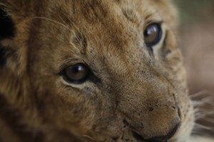 Photo of Lion Cub Face